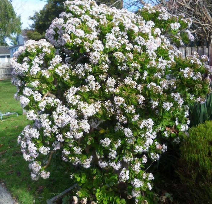 Jade medis arba Crassula Ovata-gėlė-žiemos žydėjimas