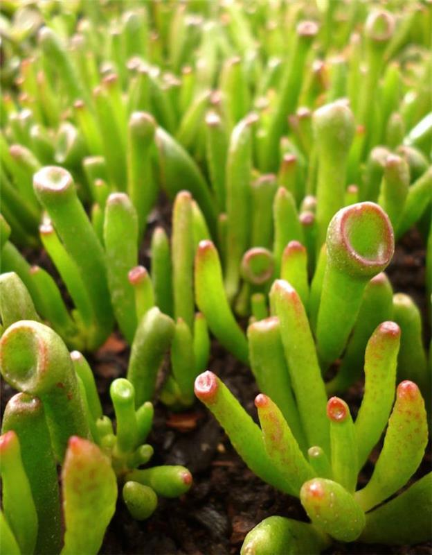 crassula-sukulentas-augalas-lauke-sukulentai-patalpų sukulentai