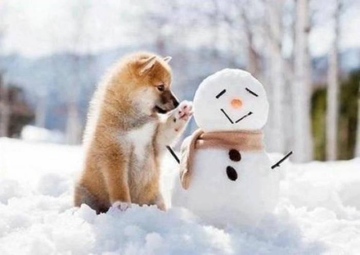pasidaryk sniego senį su savo šunimi-pasidaryk šaunią idėją