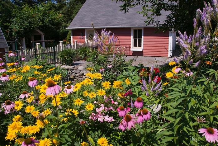 çeşitli renklerde papatyalar, kır evi, çiçek bahçesi, büyük rustik bahçe