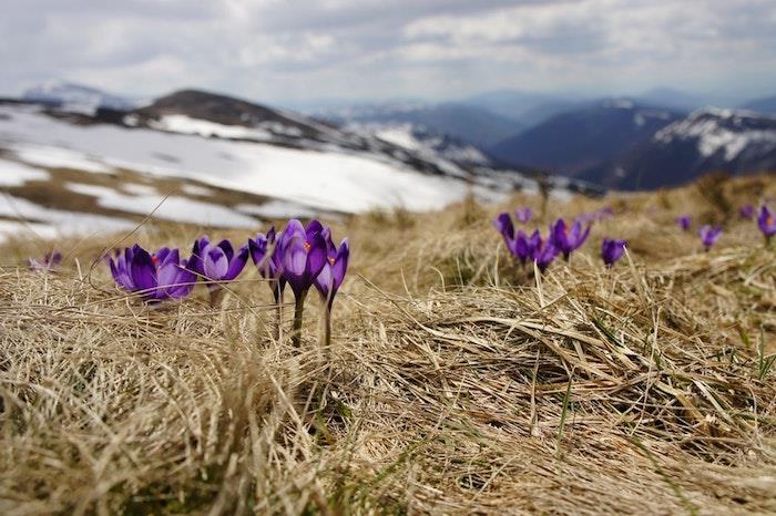 Snežna gora spomladi z rastočimi krokusi, pokrajinskimi ozadji, cvetličnimi ozadji, lepotami narave