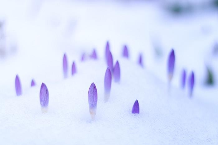 Crocus in sneg, začetek pomladi, fantastična pokrajina za ozadje, vijolično cvetje ozadje, kul sliko idejo za uporabo
