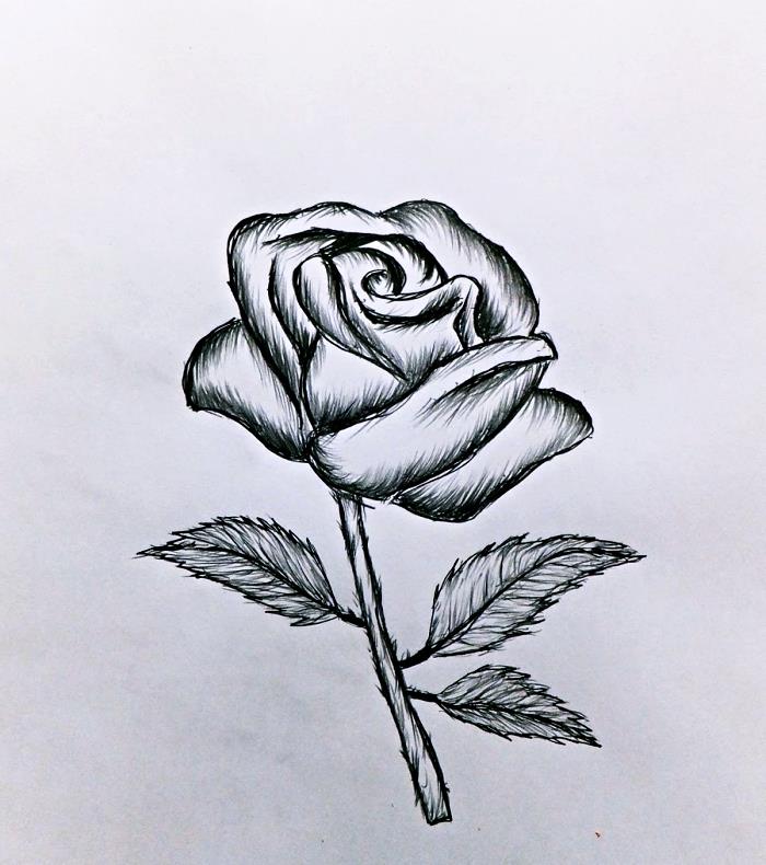 enostavna risbna predloga, ideja, kako narisati belo in črno rožo, risba odprte vrtnice z listi