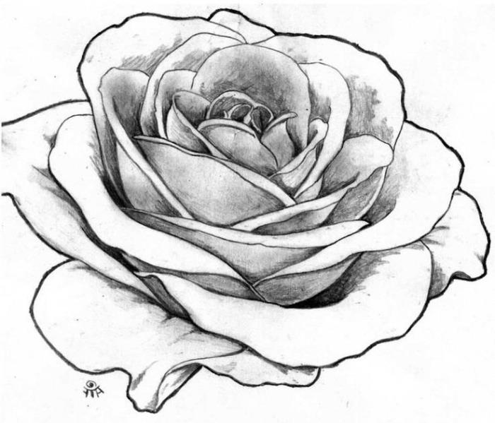 cvetlični primer za risanje, realistična bela in črna predloga za risanje odprte vrtnice s tehniko lahke sence