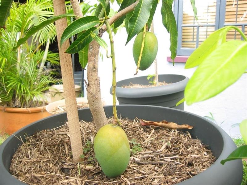 Yetiştirme mango ağacı tencerede ıslak toprak yeşil yaprakları
