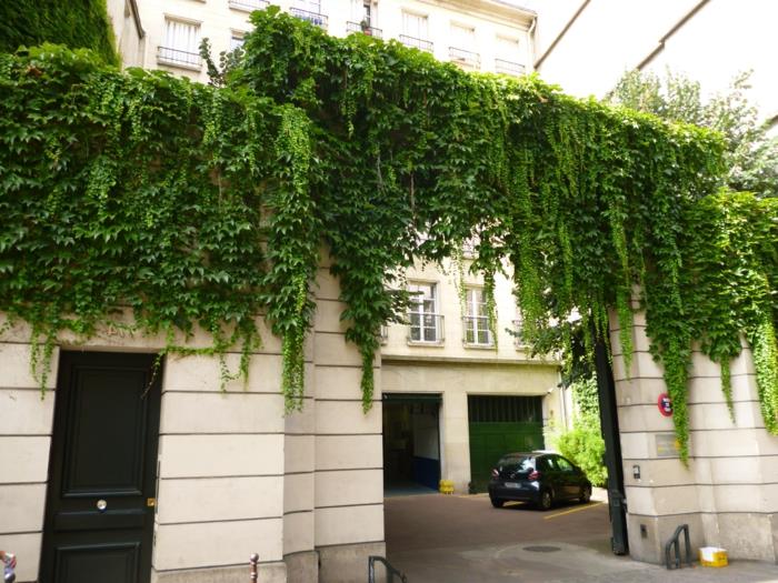 išorinė žalia siena su kabančiais augalais, gebenė, klasikinis pastato stilius su dramblio kaulo spalvos sienomis, didelės įėjimo durys į Paryžiaus pastato kiemą