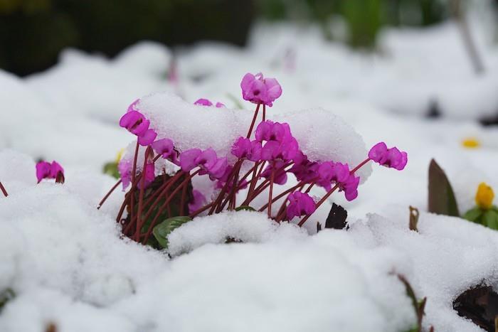 ciklamenai-daugiamečiai augalai-gėlės-žiemą