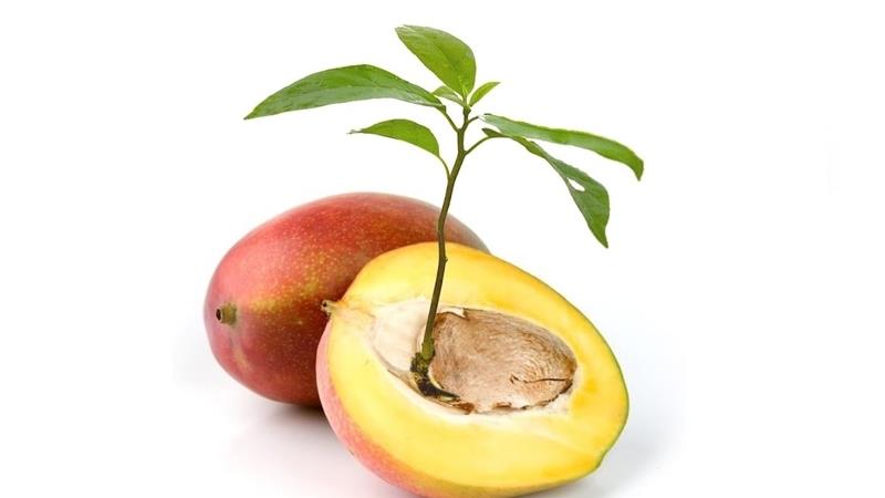 mango çekirdeği hangi yöne ekilir