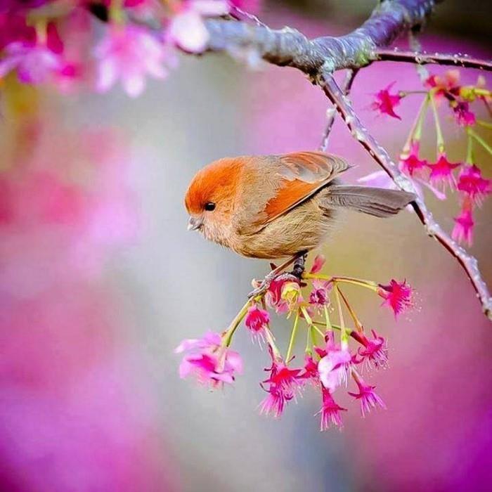 pavasario data-pavasario gėlės-graži fotografija-su paukščiais