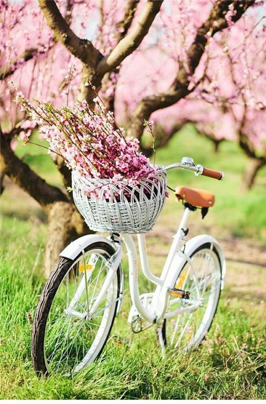 pavasario data-pavasario gėlės-nuotrauka-gražus-baltas-dviratis