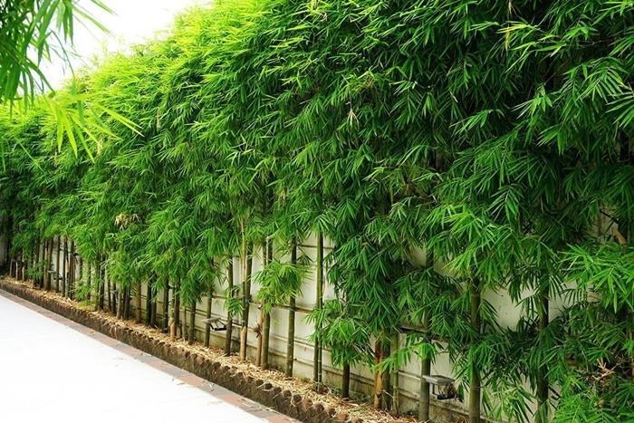 bambusova živa meja ob steni v jugovzhodni Aziji