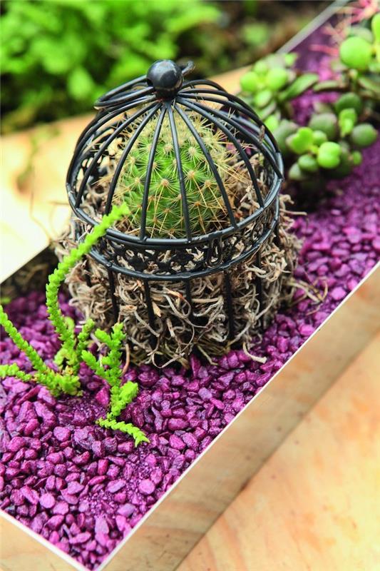 Dekoratyvinė žvyro lova, nudažyta violetine dekoratyvine medžiaga su kaktuso narvu