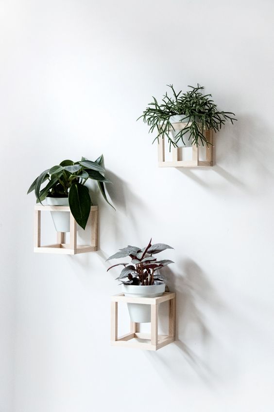 Plantas de interior como decoración