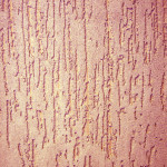 Scarabeo di corteccia di gesso all'interno