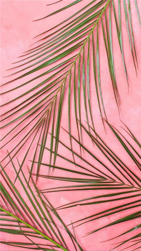 žalios palmių šakos rožiniame fone - paprasto ir prašmatnaus fono paveikslėlio pavyzdys