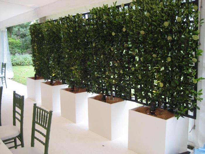zunanje oblikovanje krajinsko urejanje dvorišča bela terasa zeleni stoli stenski vetrič pogled žična mreža plezalne rastline veliki beli lonci