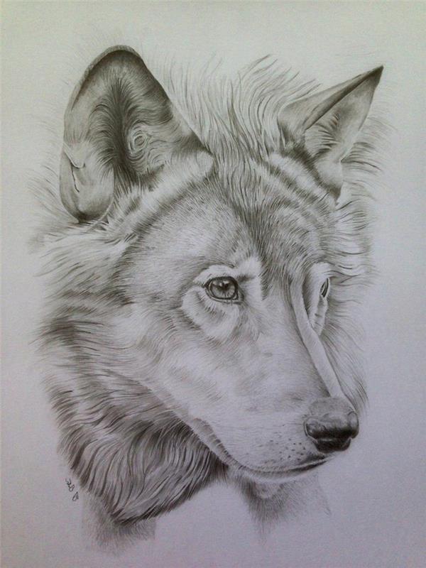 realistično črno -belo risbo volčje glave, enostavno reproducirati, naredite svinčnikovo risbo volkovega simbola zvestobe