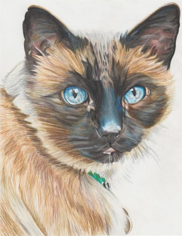 katės piešimo pieštuku ir spalvomis modelis, idėja padaryti tikrovišką katės mėlynomis akimis piešinį