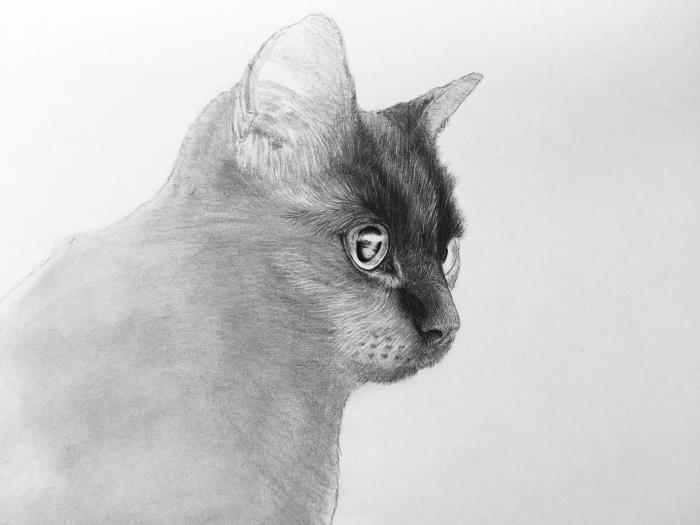 išmokite piešti pieštuku, pavyzdį, kaip lengvai piešti katę pieštuku balta ir juoda spalva