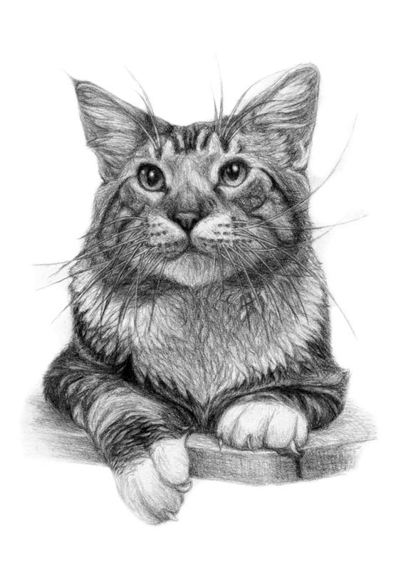 kara kedi çiziminin nasıl çizileceğini öğrenin, uzun bıyıklı oturan bir kedinin gerçekçi bir karakalem örneği