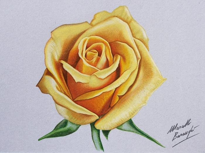 odprt realističen vzorec vrtnice z rumenimi cvetnimi listi in zelenimi listi, cvetna risba z rumenimi in zelenimi barvnimi svinčniki