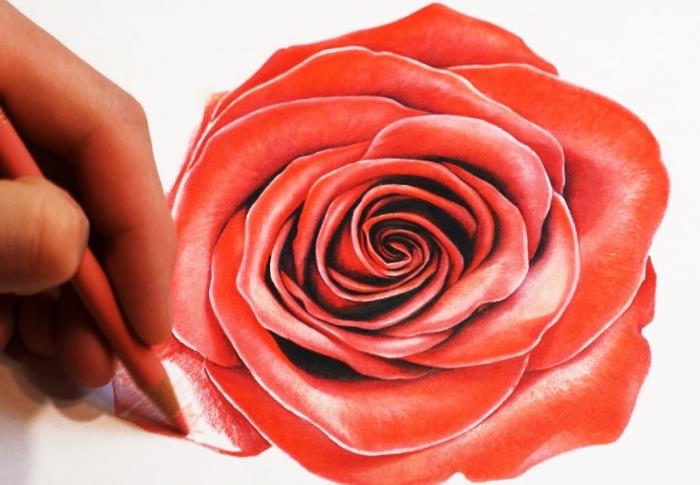 naučiti se risati cvet v barvah, tehnika risanja s svinčnikom, vzorec odprte vrtnice v rdeči barvi