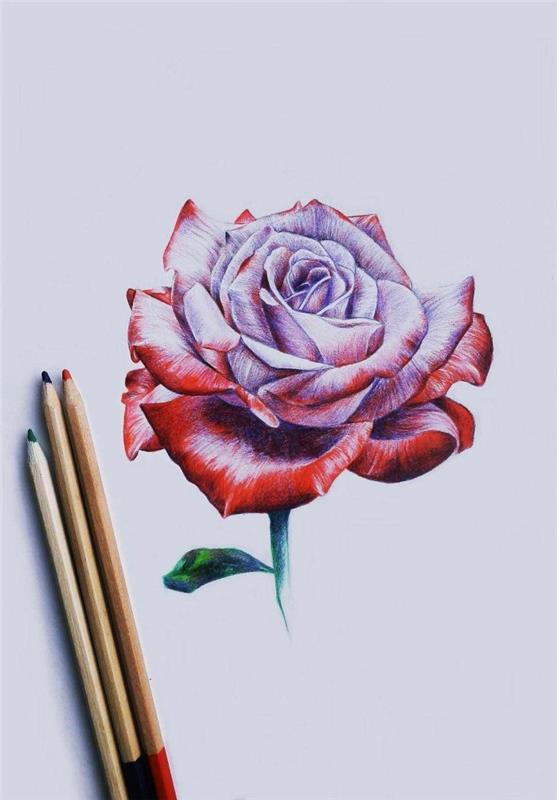 cvet za risanje s svinčnikom, škrlatni vzorec vrtnice z rdečimi cvetnimi listi in zelenimi listi, ideja za risanje lepe vrtnice
