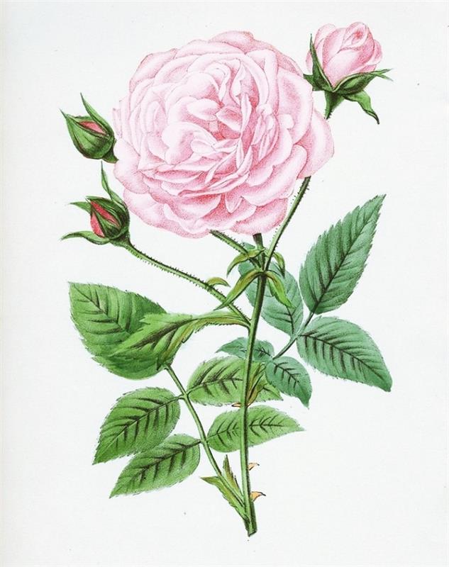 luštna realistična risba zaprtih in odprtih vrtnic v roza barvi z zelenimi listi, realistična šablona za risanje cvetov