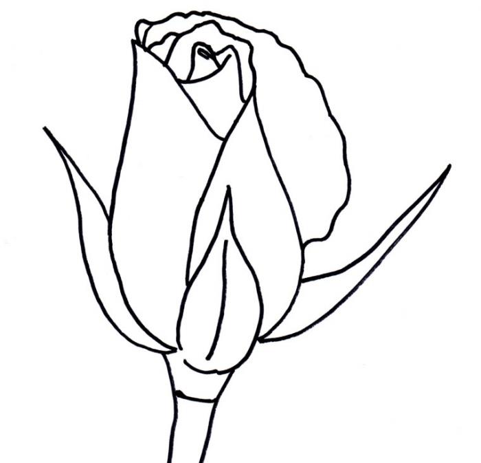 preprosta šablona za risanje cvetličnega svinčnika, primer risbe na pol odprte vrtnice, kako enostavno narisati vrtnico