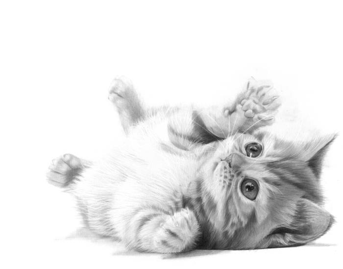 kurşun kalemle kolay sevimli kedi çizim fikri, beyaz ve siyah sevimli evcil hayvan çizimi örneği
