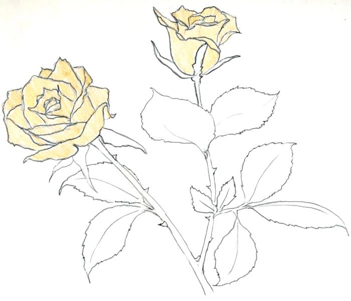 ideja, kako olajšati risanje šopka rumenih vrtnic, skica odprtih vrtnic z rumenimi cvetnimi listi