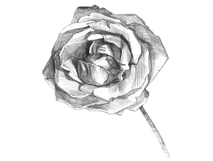 skica odprte vrtnice, primer tehnike risanja belega in črnega svinčnika, vzorec vrtnice za risanje