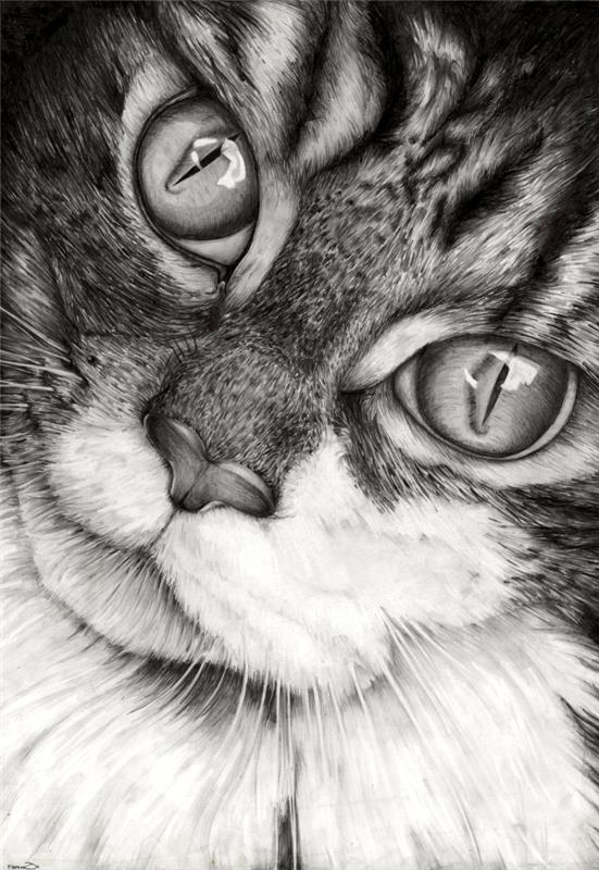 profesyonel, sevimli evcil hayvan çizim örneği için beyaz ve siyah gerçekçi kedi çizim şablonları