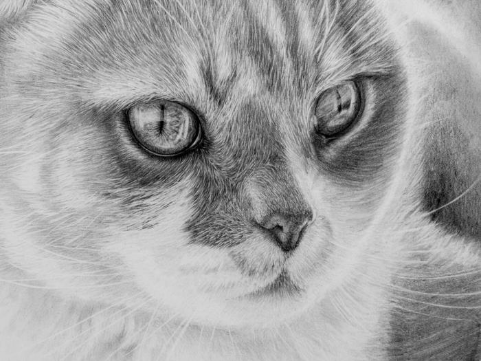 gerçekçi kedi çizimi örneği, gerçekçi siyah beyaz evcil hayvan çizimi nasıl yapılır