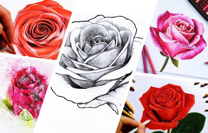 kako narisati vrtnico v beli in črni barvi ali v barvah, enostavna tehnika risanja s svinčnikom, realističen model vrtnice v barvah