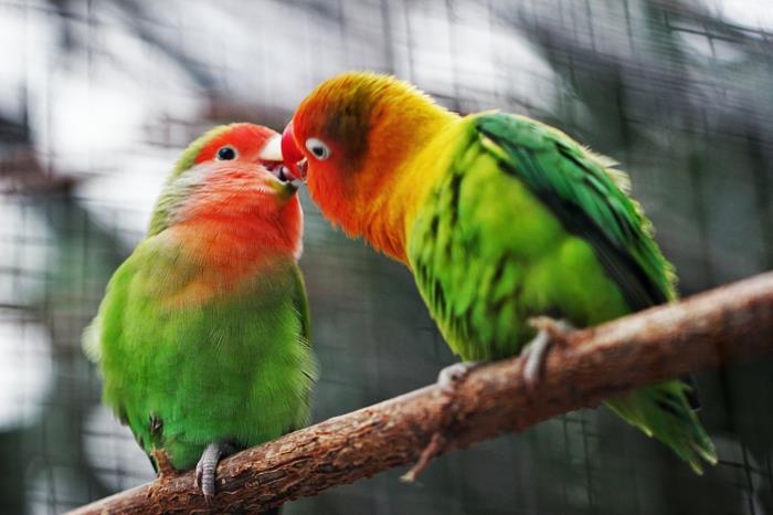 Renkli Amerika papağanı seven kuşlar, sevgi dolu çift görüntüsü, duvar kağıdı olarak kullanmak için romantik resim mükemmel fotoğraf