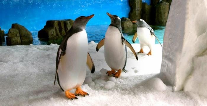 skirtumas-pingvinas-pingvinas-mielas-vaizdas-zoologijos sode