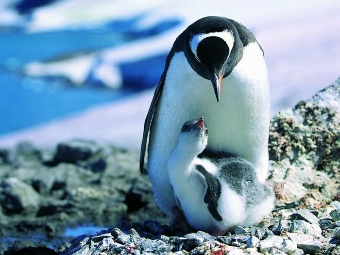 skirtumas-pingvinas-pingvinas-mielas-muff-and-baby-image