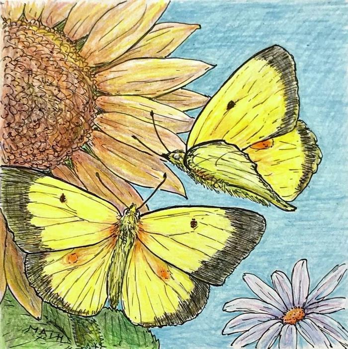 Du geltoni drugeliai ant saulėgrąžų gražaus drugelio piešinio, kurį lengva atkurti žingsnis po žingsnio