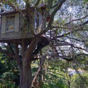 Yayılan bir ağaçta ev