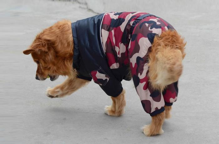 pulover-za-psa-oblačila-za-velikega psa
