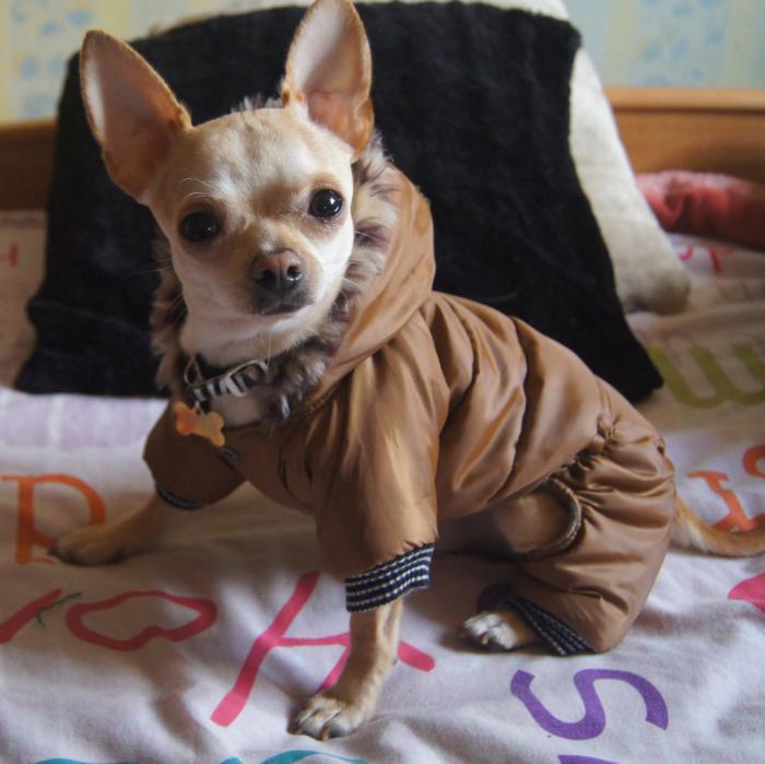 pulover-za-psa-oblačila-za-malega psa