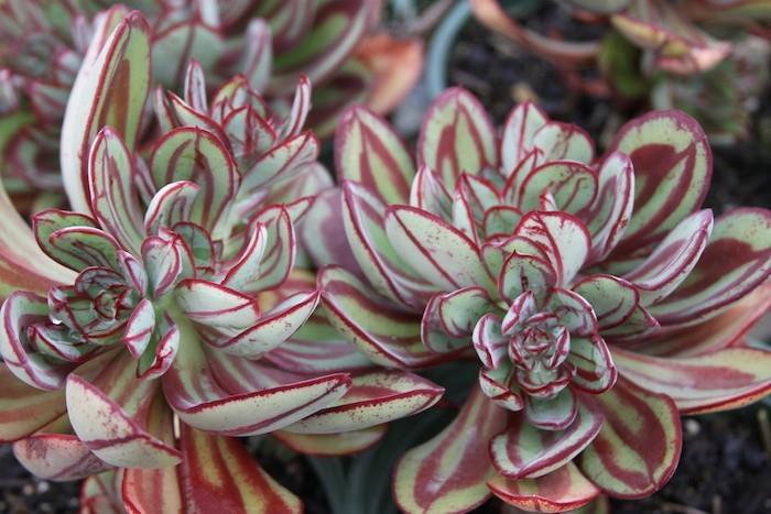 echeveria-monrovia-succulents-mastna