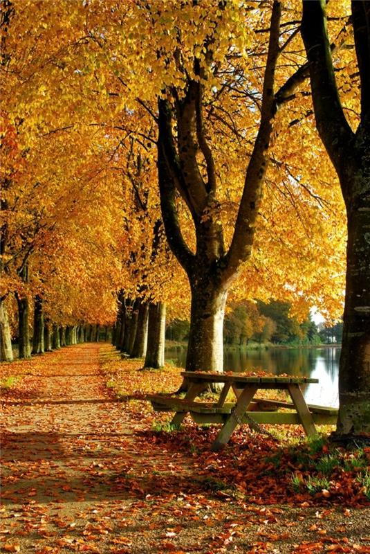 in-autumn-photo-image-autumn-landscape-beautiful-nature-the-yellow-park-klop