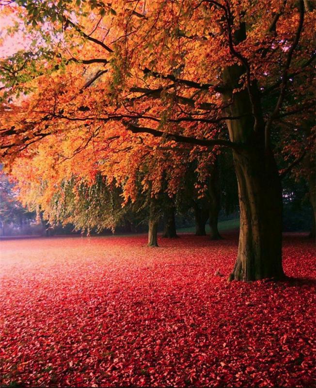 in-jeseni-foto-slika-jesen-pokrajina-lepa-narava-rdeča zemlja