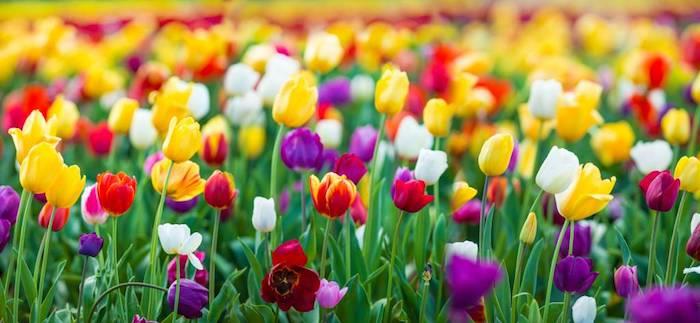 Grožio sodas pavasarį, prižiūrėkite savo tulpes, kad pavasarį turėtumėte gražų spalvingą sodą