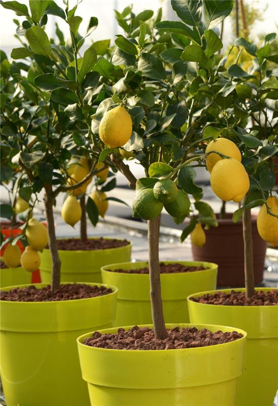 Vzdrževanje limoninega drevesa v loncu limoninega drevesa v plastičnem loncu