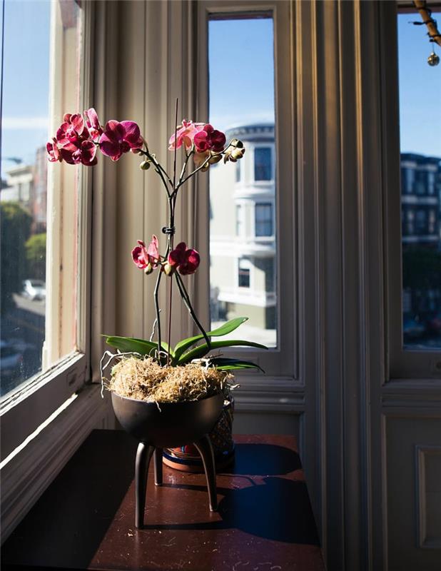 skrb za notranje orhideje roza orhideja blizu okna