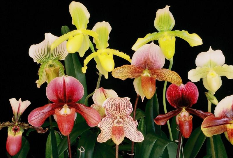 oskrba orhidej z orhidejami paphiopedilum različnih barv