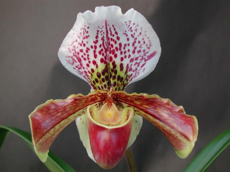 nego orhidej orhideja paphiopedilum v različnih barvah